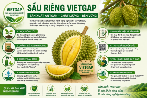 Đẩy mạnh áp dụng quy trình sản xuất sầu riêng an toàn, bền vững