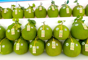 Thông báo về Hội nghị xây dựng chuỗi giá trị bưởi thành phố Đồng Nai gắn với xúc tiến thị trường trong nước và xuất khẩu.