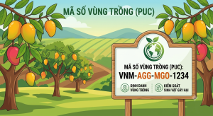 Thực hiện đúng quy định về mã số vùng trồng, góp phần phát triển nông nghiệp bền vững
