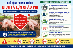 Không chủ quan với dịch tả lợn Châu Phi