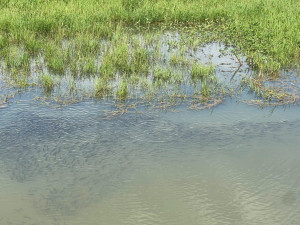 UBND xã Nha Bích phối hợp với Trung tâm Dịch vụ Nông nghiệp tỉnhThả cá giống tại Hồ Phước Hoà