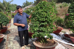 Tổ hợp tác trồng và kinh doanh hoa, cây cảnh Phú Hội: Phát...