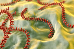 Chủ động phòng bệnh xoắn khuẩn vàng da sau mưa lũ, ngập lụt trên địa bàn xã Nhơn Trạch docx