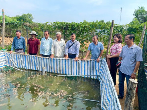 Nhơn Trạch - Mô hình nuôi ếch mang lại hiệu quả kinh tế cao