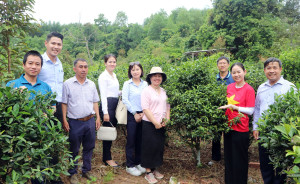 Đoàn khảo sát đánh giá tiềm năng phát triển du lịch tại vườn trà Phú Hội, phường Nhơn Trạch