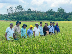Nhơn Trạch thăm đồng, đánh giá năng suất lúa vụ Hè Thu năm...