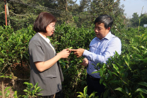 Nâng tầm trà Phú Hội bằng tư duy đổi mới