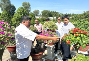 Mô hình trồng hoa giấy bonsai của nông dân phường Nhơn Trạch...