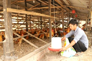 Người nuôi gà kỳ vọng vụ cuối năm