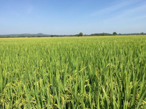 Thực hiện sản xuất vụ Đông Xuân năm 2025 - 2026