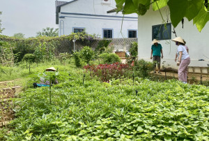 Văn bản mới triển khai thực hiện các văn bản quy phạm pháp luật trong lĩnh vực trồng trọt và bảo vệ thực vật