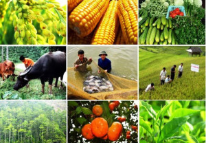 Kế hoạch phát triển hợp tác, liên kết sản xuất và tiêu thụ sản phẩm nông nghiệp giai đoạn năm 2026- 2030