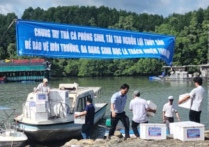 Thả hơn 100 ngàn giống tái tạo nguồn lợi thủy sản xuống sông Đồng Tranh, xã Phước An