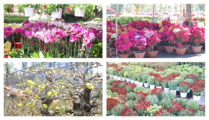 Tràn ngập sắc màu tại Hội hoa Xuân phường Phước Bình