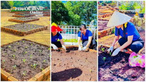  Chi đoàn Trường mẫu giáo Sao Mai với công trình "Vườn rau của bé”.