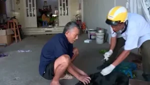 Tuyên truyền phòng, chống bệnh dịch tả lợn Châu Phi
