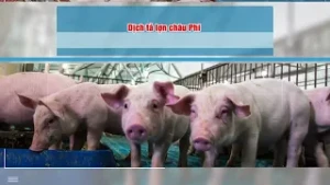 Tuyên truyền phòng, chống bệnh dịch tả lợn Châu Phi