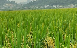 HƯỚNG DẪN KẾ HOẠCH GIEO TRỒNG VỤ ĐÔNG XUÂN 2025 – 2026 TRÊN ĐỊA BÀN XÃ PHƯỚC SƠN