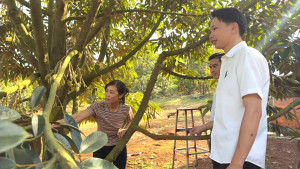 TÍN DỤNG CHÍNH SÁCH TẠI XÃ PHƯỚC SƠN: ĐIỂM TỰA VỮNG CHẮC CHO MỤC TIÊU GIẢM NGHÈO VÀ AN SINH XÃ HỘI