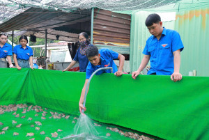 KHỞI NGHIỆP TỪ MÔ HÌNH NUÔI ẾCH TRONG BỂ BẠT
