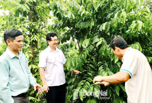 Phát Huy "Vàng Xanh" - Định hướng phát triển du lịch nông nghiệp bền vững tại xã Phú Vinh (Đồng Nai)