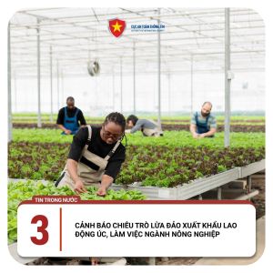 Cảnh báo chiêu trò lừa đảo xuất khẩu lao động úc, làm việc ngành nông nghiệp