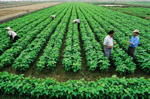 Xử lý dứt điểm tình trạng tranh chấp đất đai tại các công ty nông, lâm nghiệp