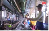 Khuyến công: Sống lại nghề chế biến tơ tằm p1