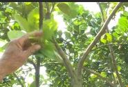 Phát triển kinh tế bền vững nhờ nguồn vốn ngân hàng p3