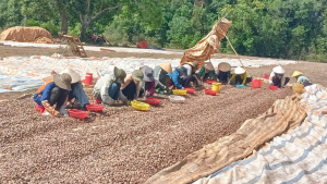 Nữ dân tộc M’Nông hết lòng vì cộng đồng và sự phát triển bền vững với Hợp tác xã Điều hữu cơ Trảng Cỏ Bù Lạch