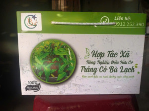 Rau nhíp – đặc sản núi rừng của đồng bào dân tộc thiểu số Đồng Nai vươn mình cùng Chương trình OCOP