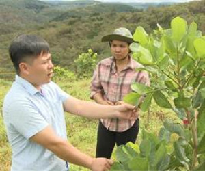 Điểu Thị Mơn - tấm gương về phụ nữ dân tộc thiểu số làm kinh tế giỏi