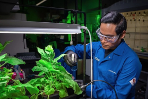 Lớp phủ bảo vệ dạng xịt cho cây trồng mang lại một công cụ mới cho an ninh lương thực toàn cầu