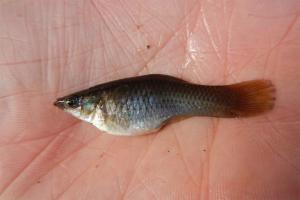 Loài cá chỉ toàn con cái sinh sản vô tính bằng cách tự nhân bản