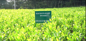 Triển khai quyết liệt các nhiệm vụ, giải pháp phát triển công nghệ sinh học