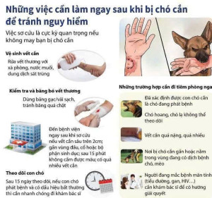 Những việc cần làm sau khi bị chó cắn