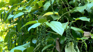 TỔ HỢP TÁC HỒ TIÊU ẤP 8 XÃ SÔNG RAY – HƯỚNG ĐI BỀN VỮNG TỪ CANH TÁC HỮU CƠ