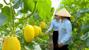 MÔ HÌNH TRỒNG DƯA LƯỚI NHÀ MÀN – HƯỚNG ĐI MỚI TRONG SẢN XUẤT NÔNG NGHIỆP SẠCH