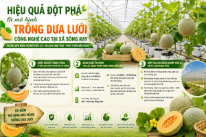 HIỆU QUẢ ĐỘT PHÁ TỪ MÔ HÌNH TRỒNG DƯA LƯỚI CÔNG NGHỆ CAO TẠI XÃ SÔNG RAY