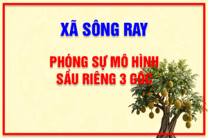 |XÃ SÔNG RAY| MÔ HÌNH TRỒNG SẦU RIÊNG 3 GỐC