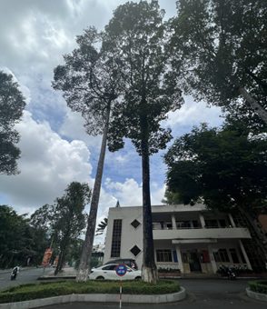 Cần chú trọng khảo sát hiện trạng, bảo tồn tối đa cây xanh khi lập các dự án đầu tư xây dựng