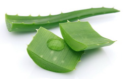 Lô hội - Cây thuốc quý