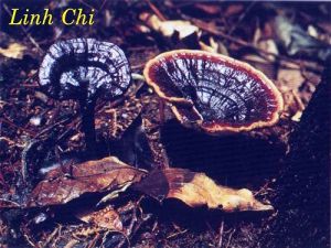 Bảo vệ lá gan trước khi quá muộn