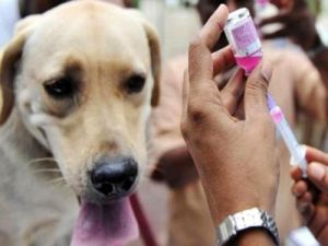 Ngày Thế giới phòng chống bệnh dại (28/9): Bệnh dại và cách phòng ngừa