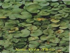 ĐIỀU TRỊ SỎI TIẾT NIỆU BẰNG THẢO DƯỢC