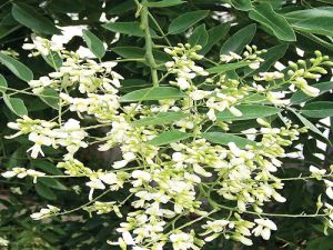 Những cây thuốc trị bệnh tim mạch