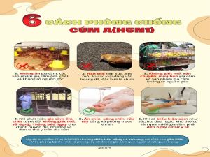 Khuyến cáo 6 biện pháp phòng, chống cúm A(H5N1)