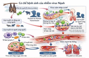 Virus Nipah - cơ chế gây bệnh và các biện pháp phòng ngừa