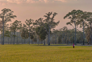 CÁNH ĐỒNG LÚA TÀ LÀI