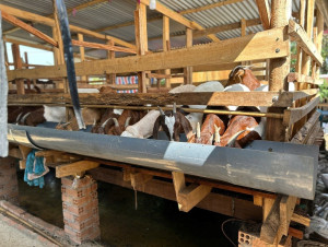 Hiệu quả kinh tế từ nguồn vốn vay Ngân hàng Chính sách xã hội